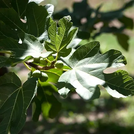 Family Friendly Chic Italian With Pool Villa Mogliano